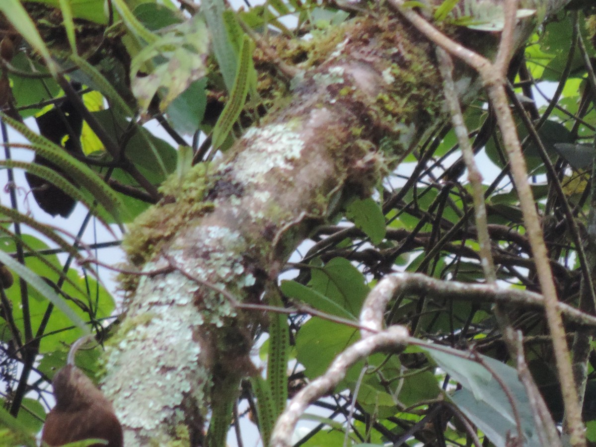 Brown-billed Scythebill - ML622343999