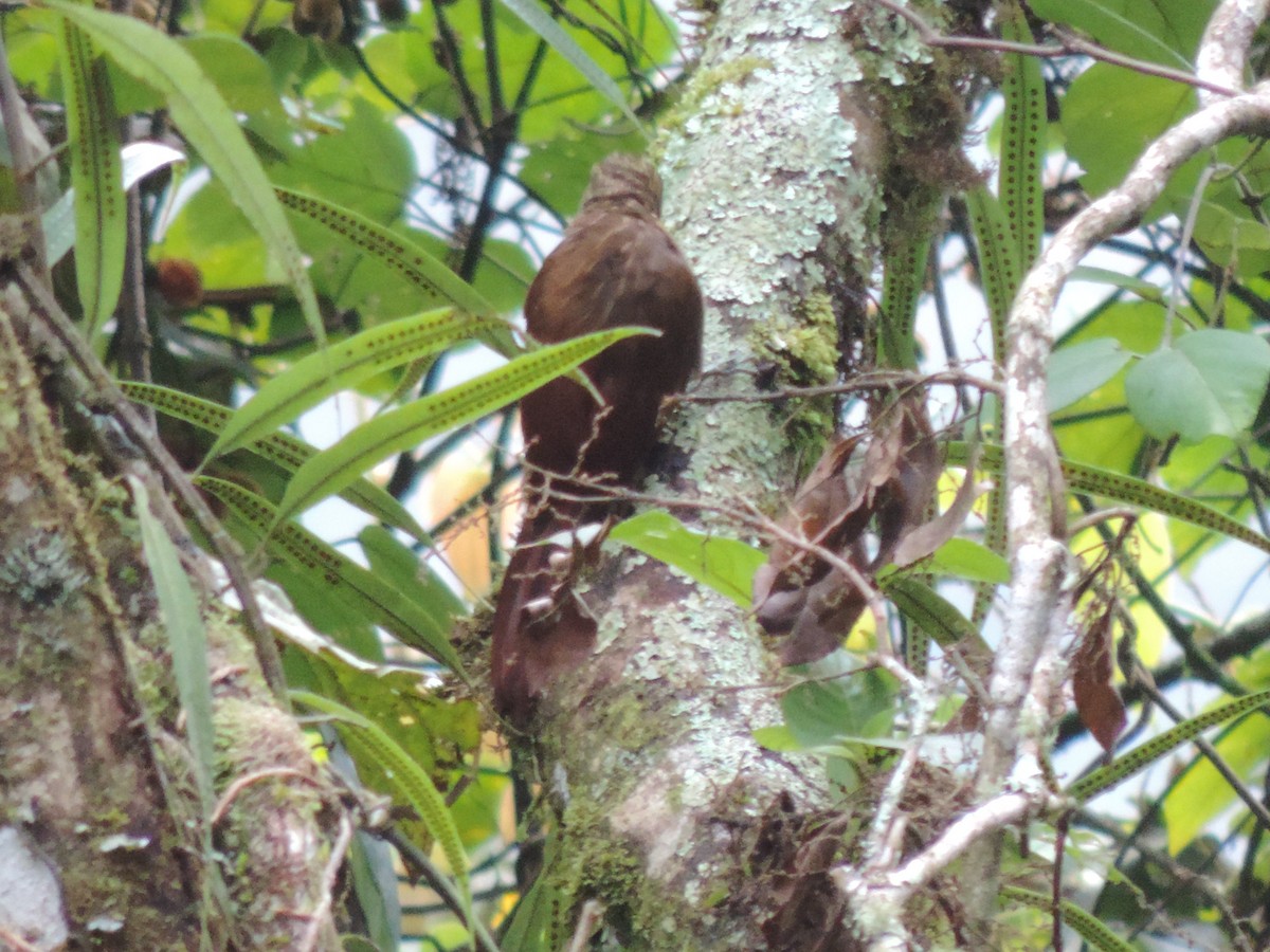 Brown-billed Scythebill - ML622344001