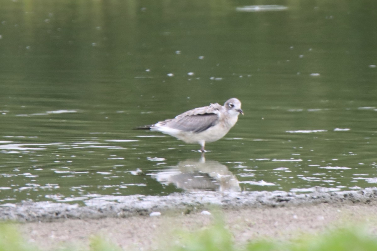 Franklin's Gull - ML622344050