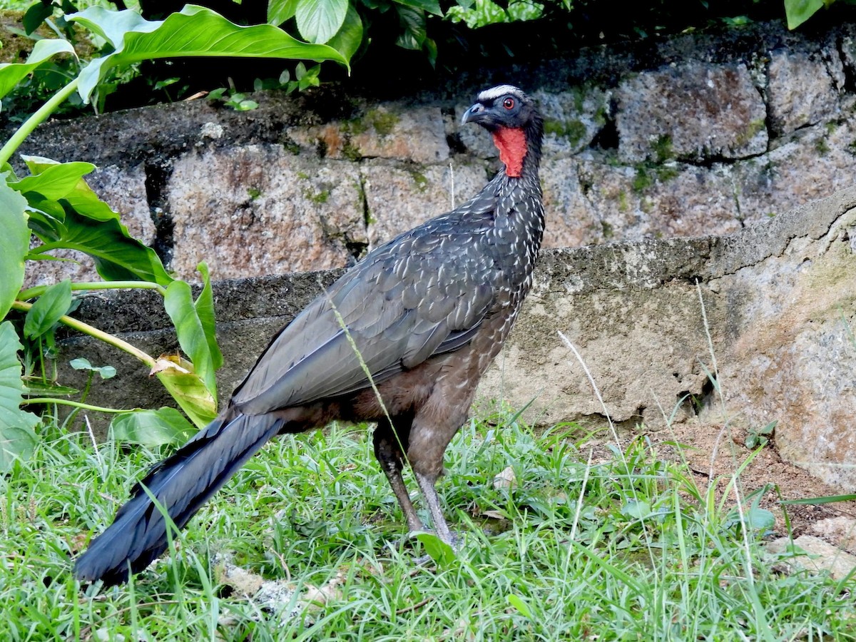 Dusky-legged Guan - ML622344076