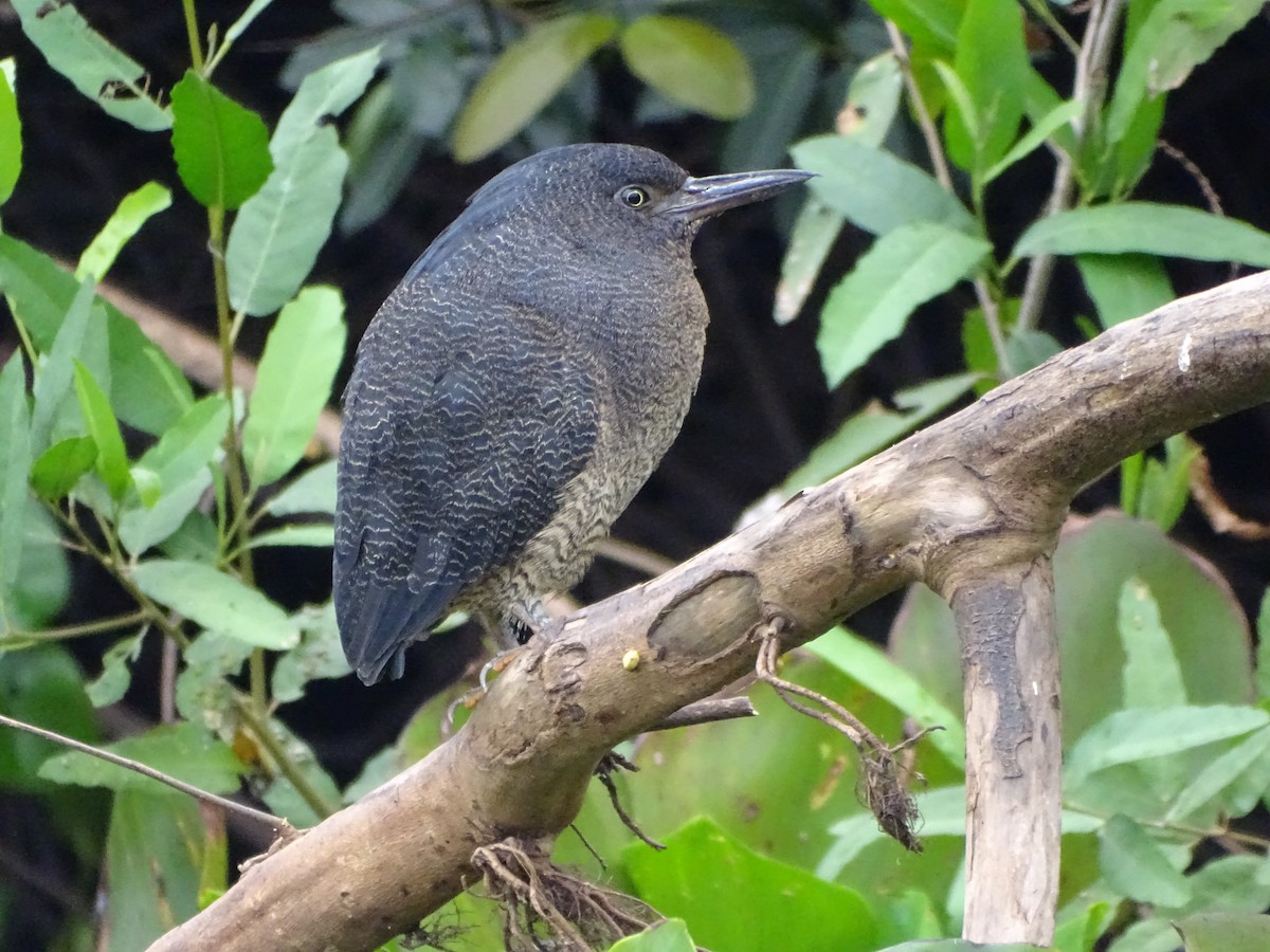 Zigzag Heron - Edwin French (Albatross Birding Chile)