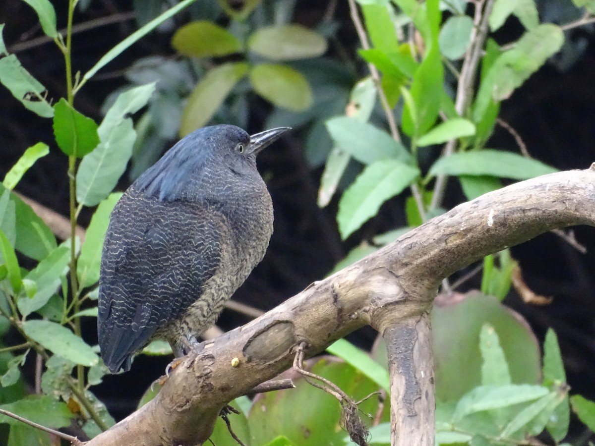 Zigzag Heron - Edwin French (Albatross Birding Chile)