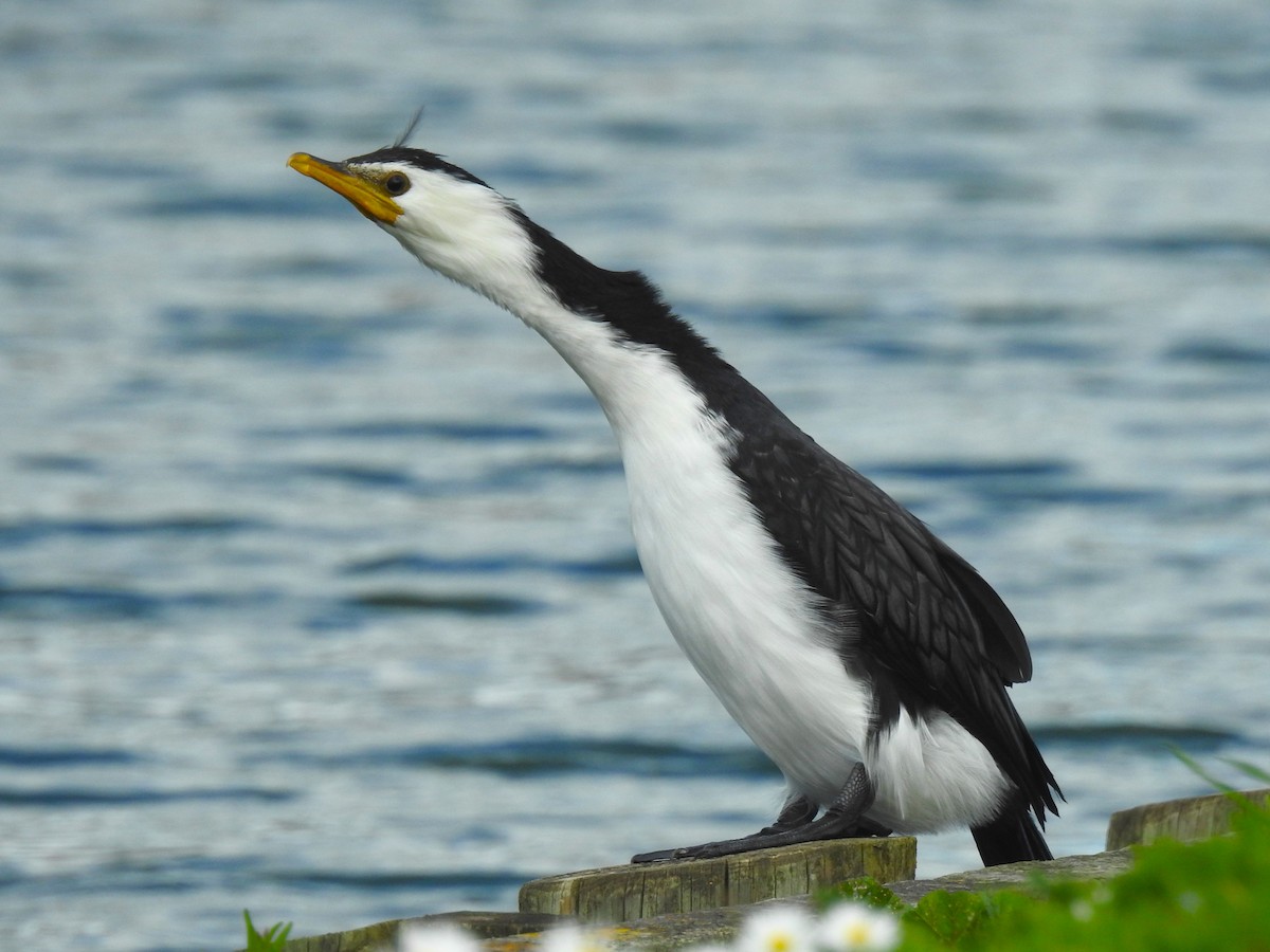 kormorán černobílý - ML622344199