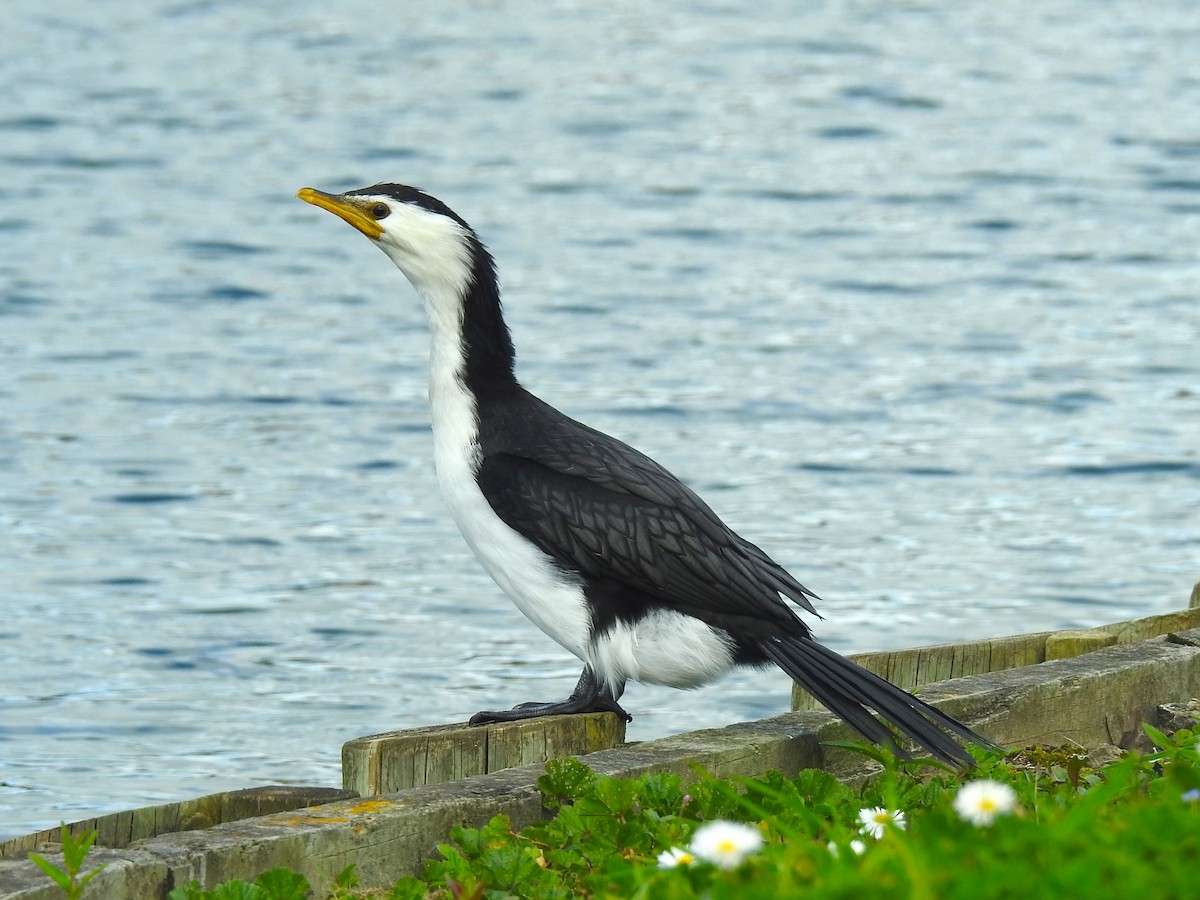 kormorán černobílý - ML622344200