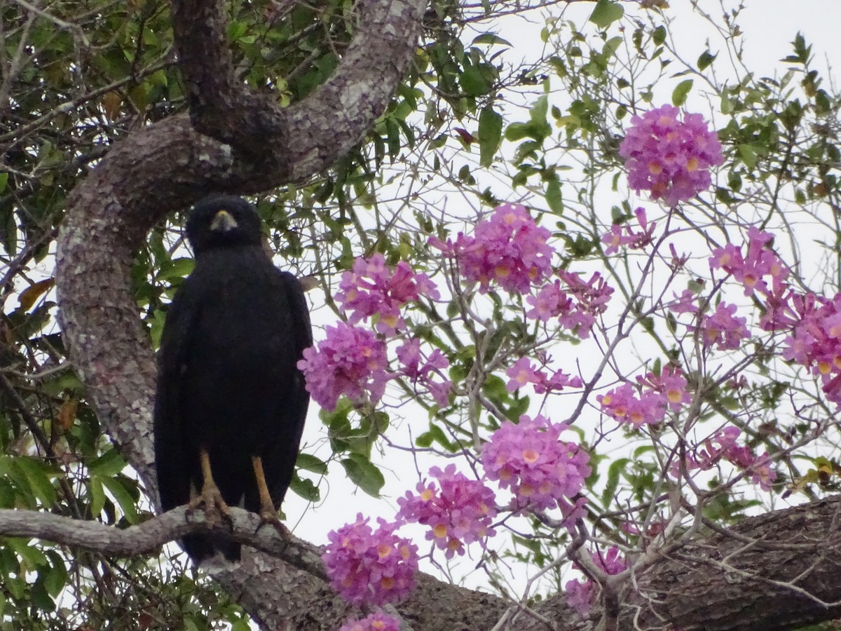 Great Black Hawk - ML622344208