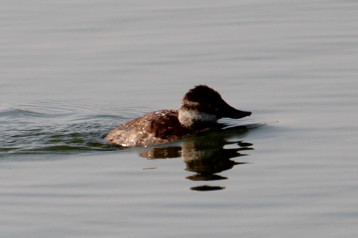 Ruddy Duck - ML622344247