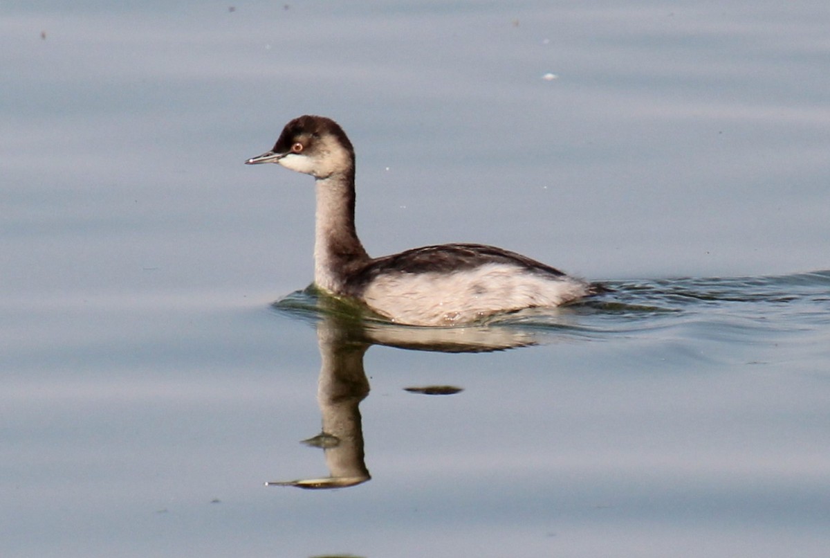 Eared Grebe - ML622344289