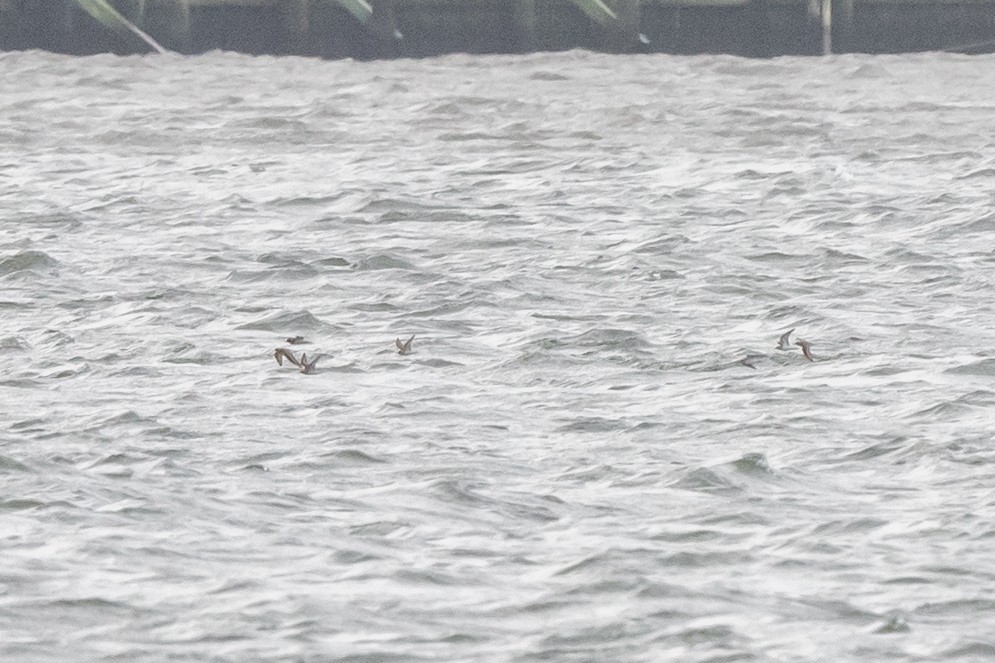 Semipalmated Plover - ML622344397