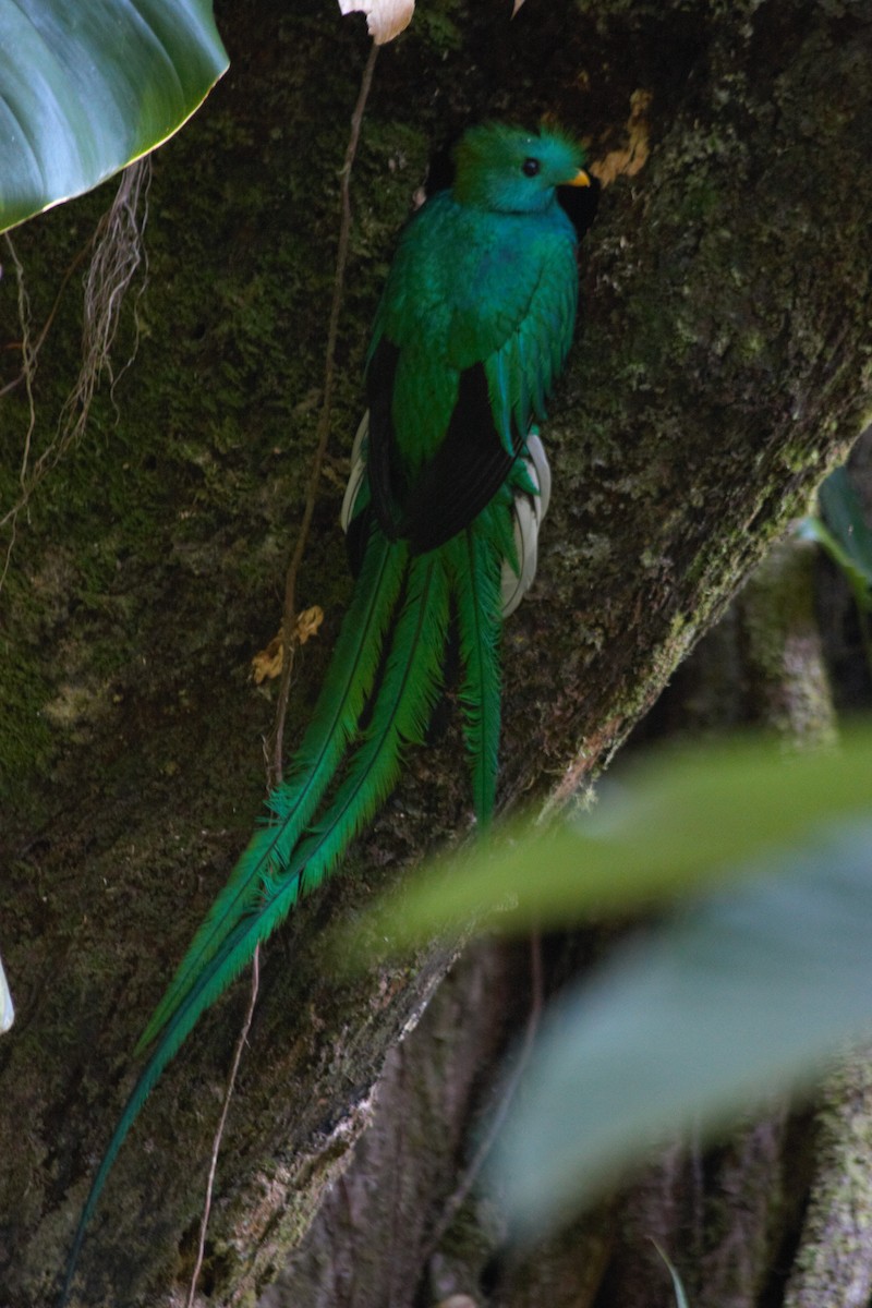 Quetzal Guatemalteco - ML62234441