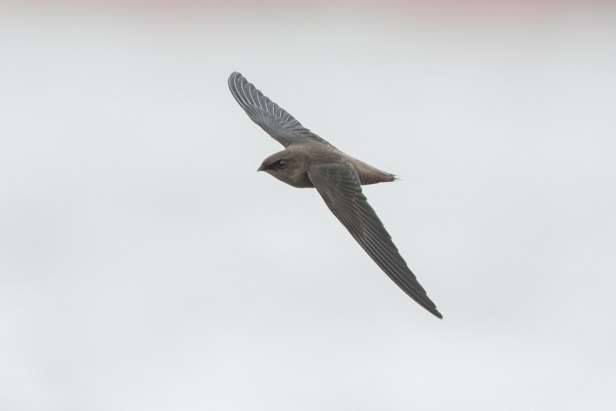 Chimney Swift - ML622344458