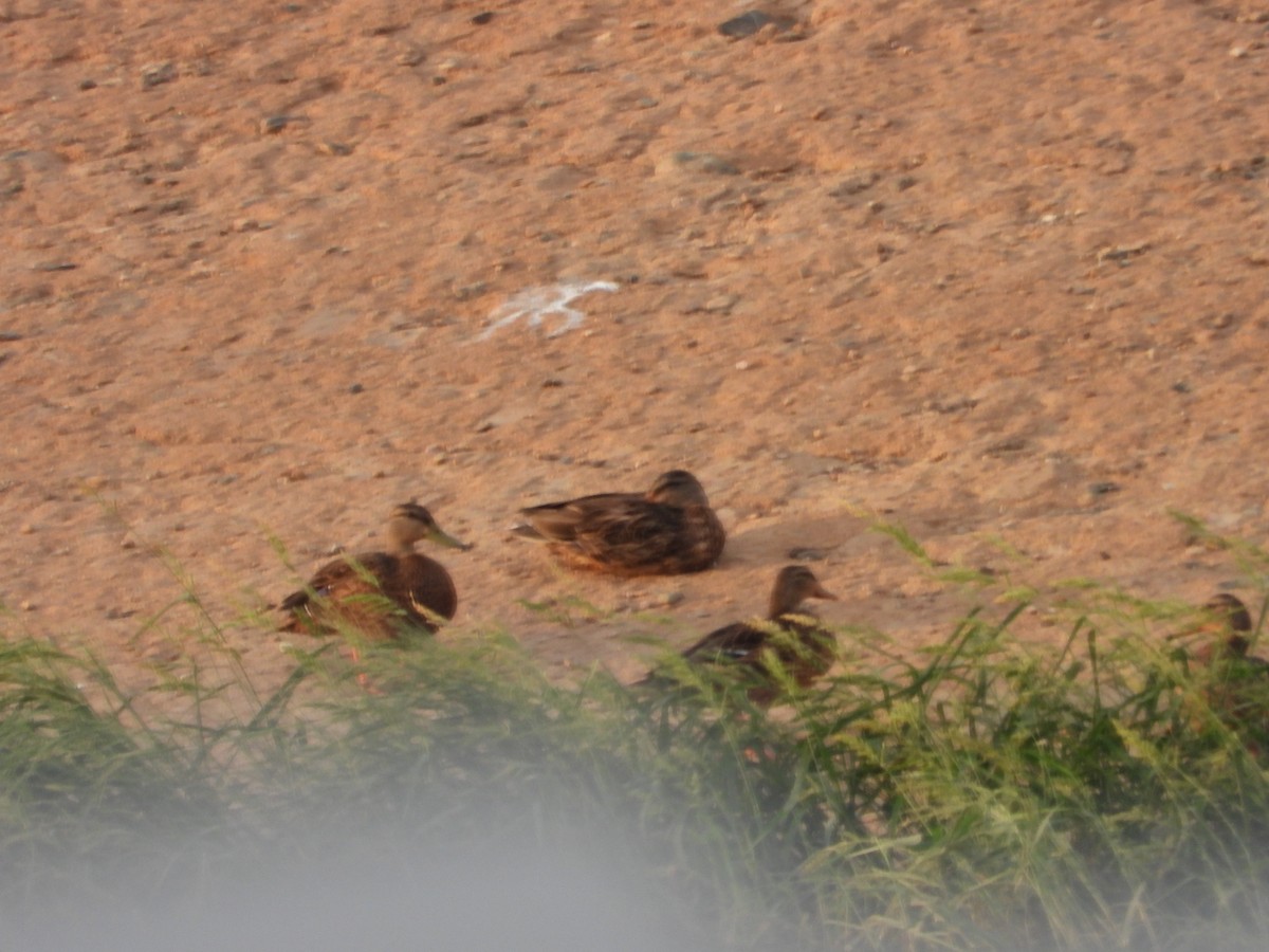 eBird Checklist - 9 Aug 2024 - Corona de Tucson WTP (closed 2014) - 29 ...