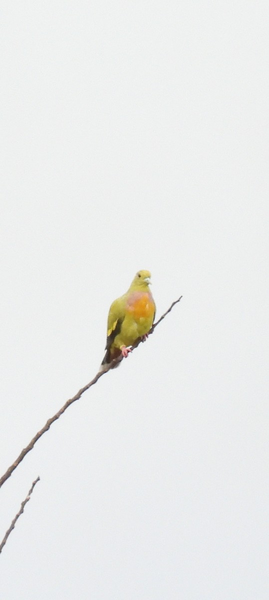 Orange-breasted Green-Pigeon - ML622344607