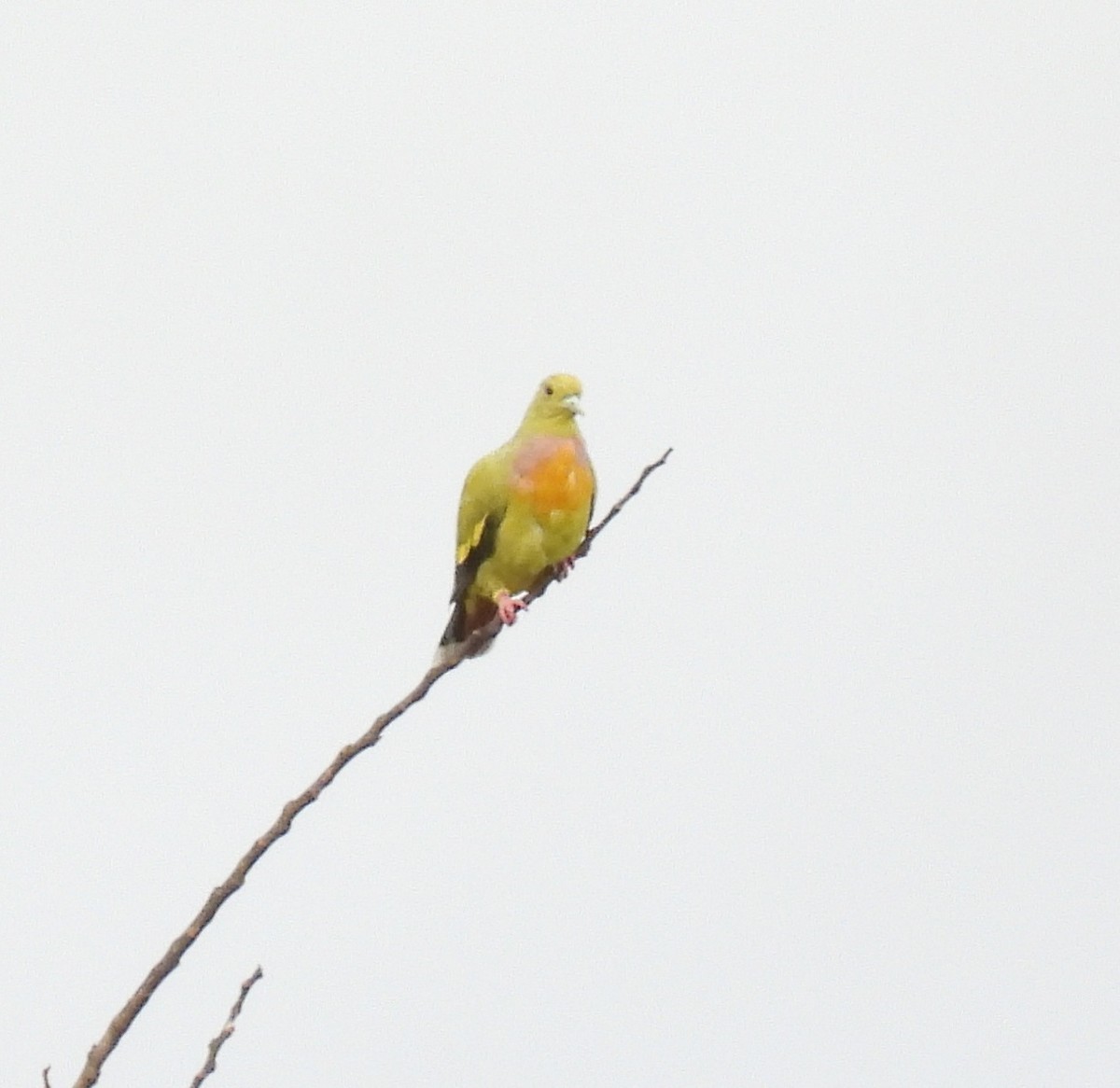 Orange-breasted Green-Pigeon - ML622344634
