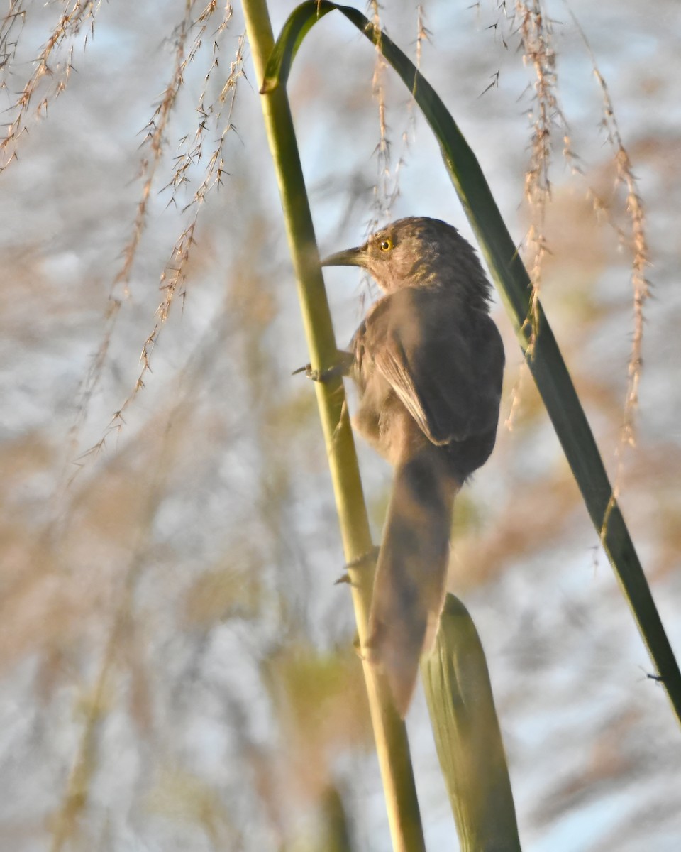 Striated Babbler - ML622344757