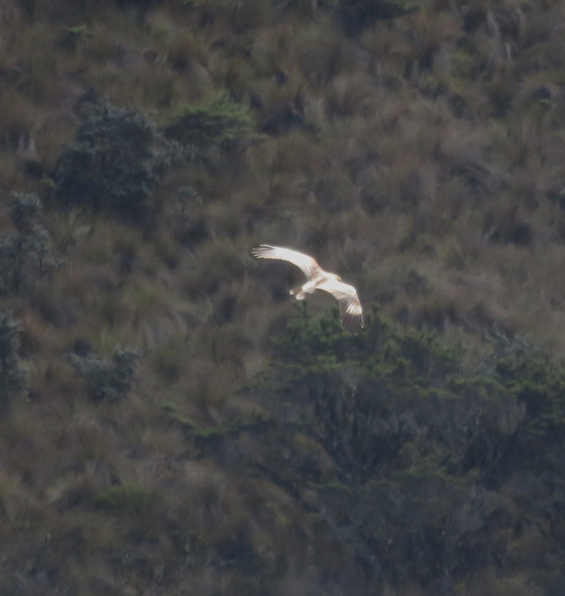 Cinereous Harrier - ML622344775