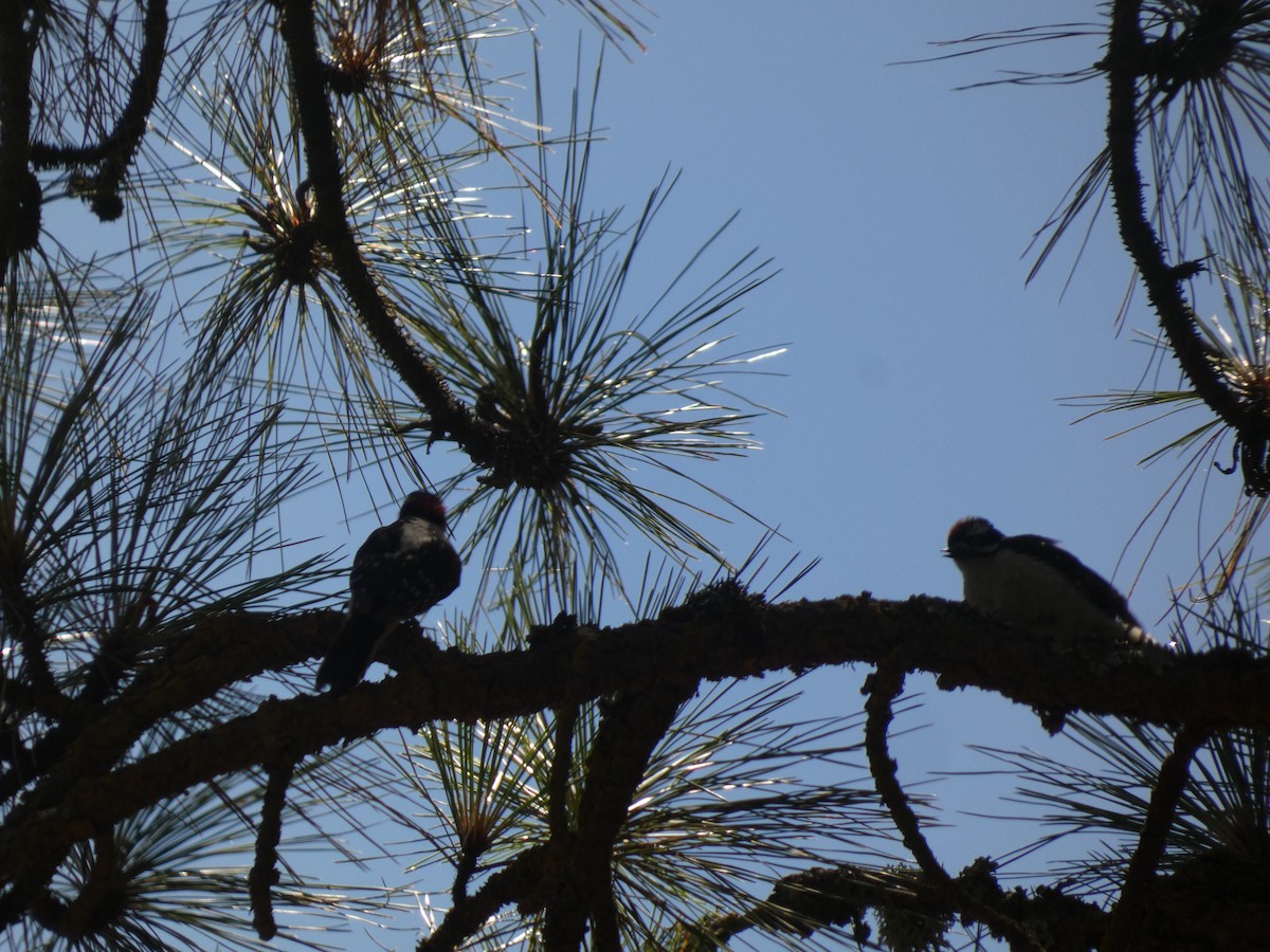 Downy Woodpecker - ML622344805