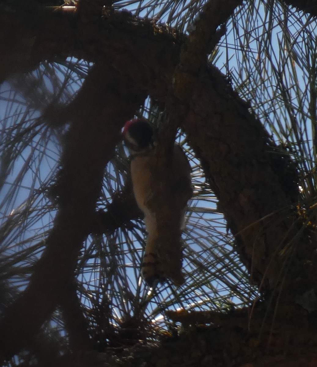 Downy Woodpecker - ML622344814