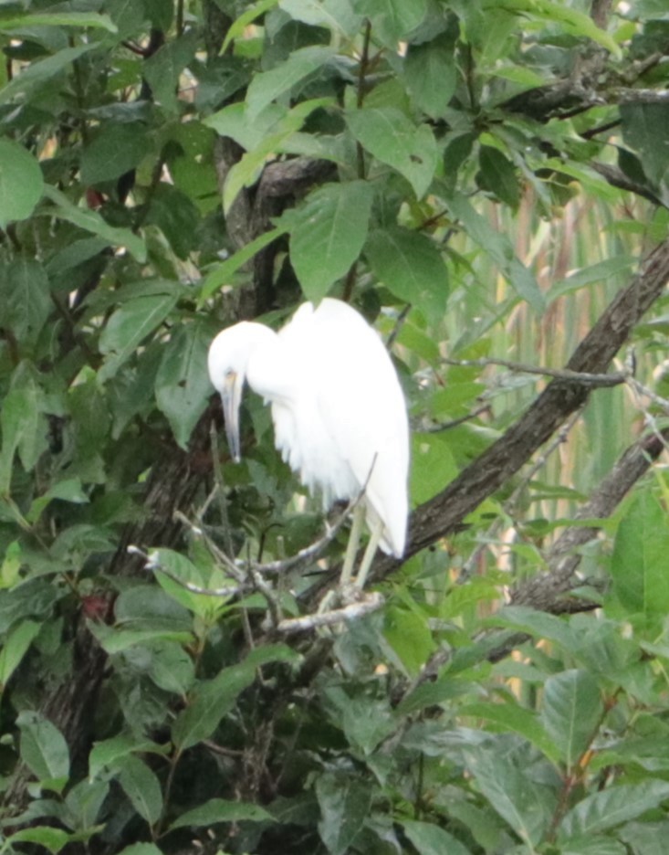 Little Blue Heron - ML622344822