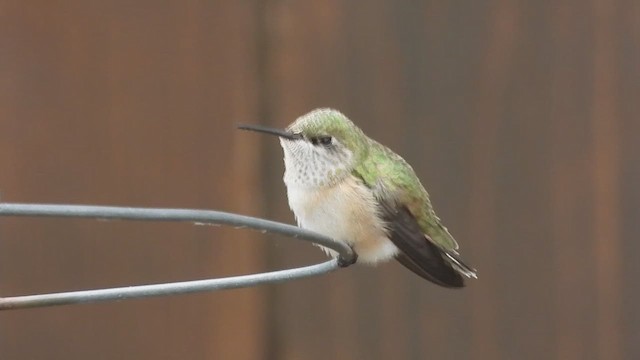 Calliope Hummingbird - ML622344943