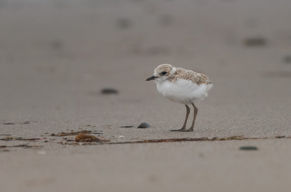 Snowy Plover - John Callender