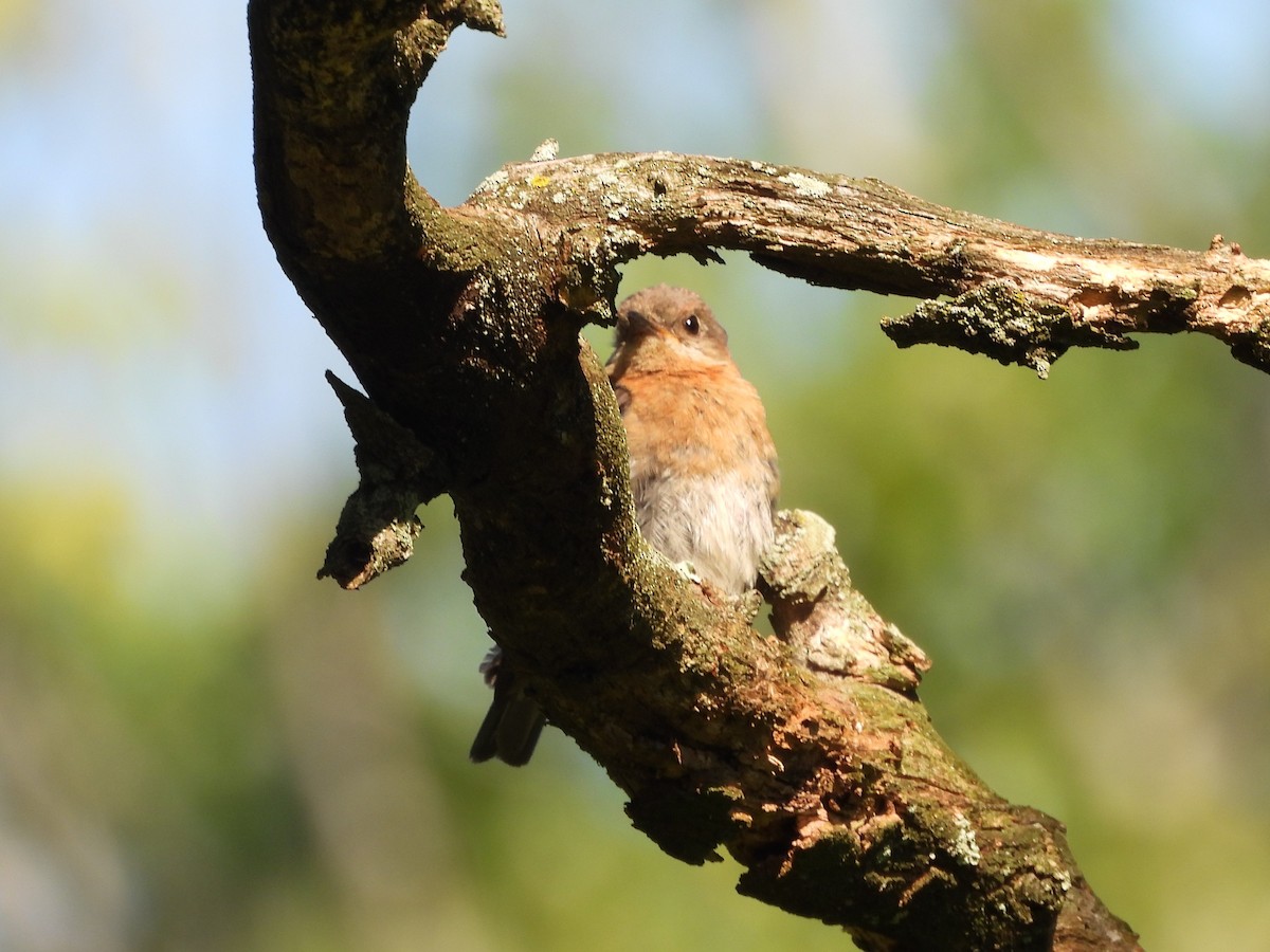 Eastern Bluebird - ML622345236