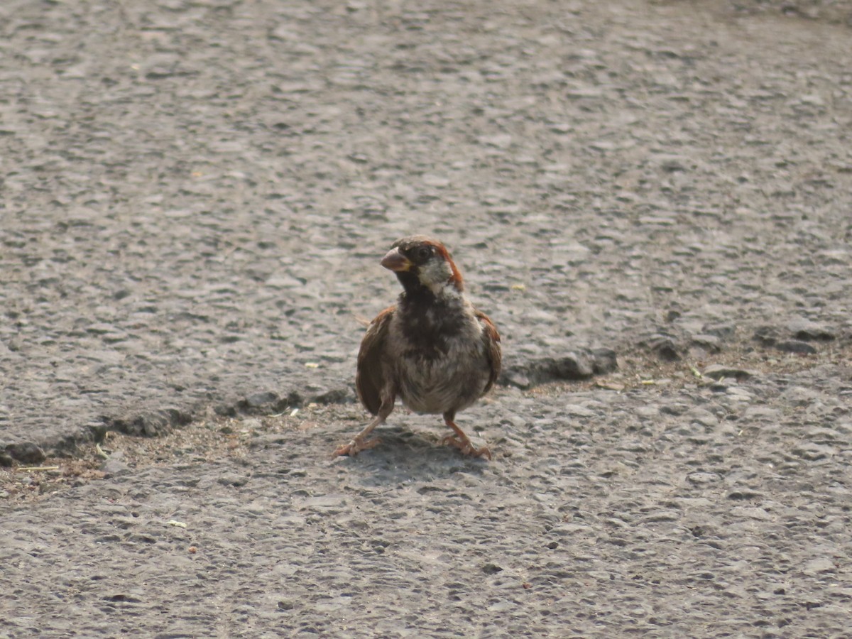 House Sparrow - Karen Richardson