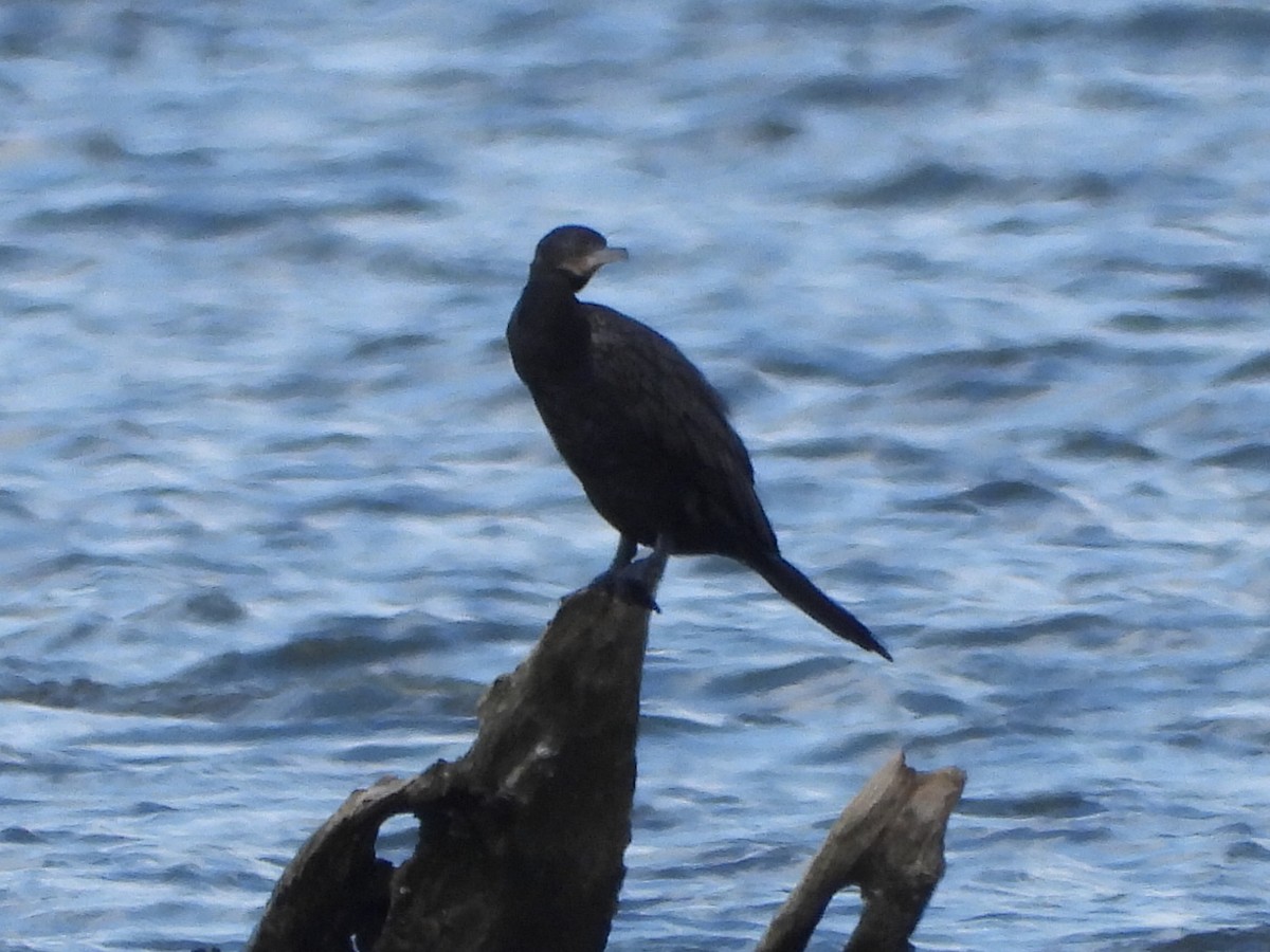 Neotropic Cormorant - ML622345324