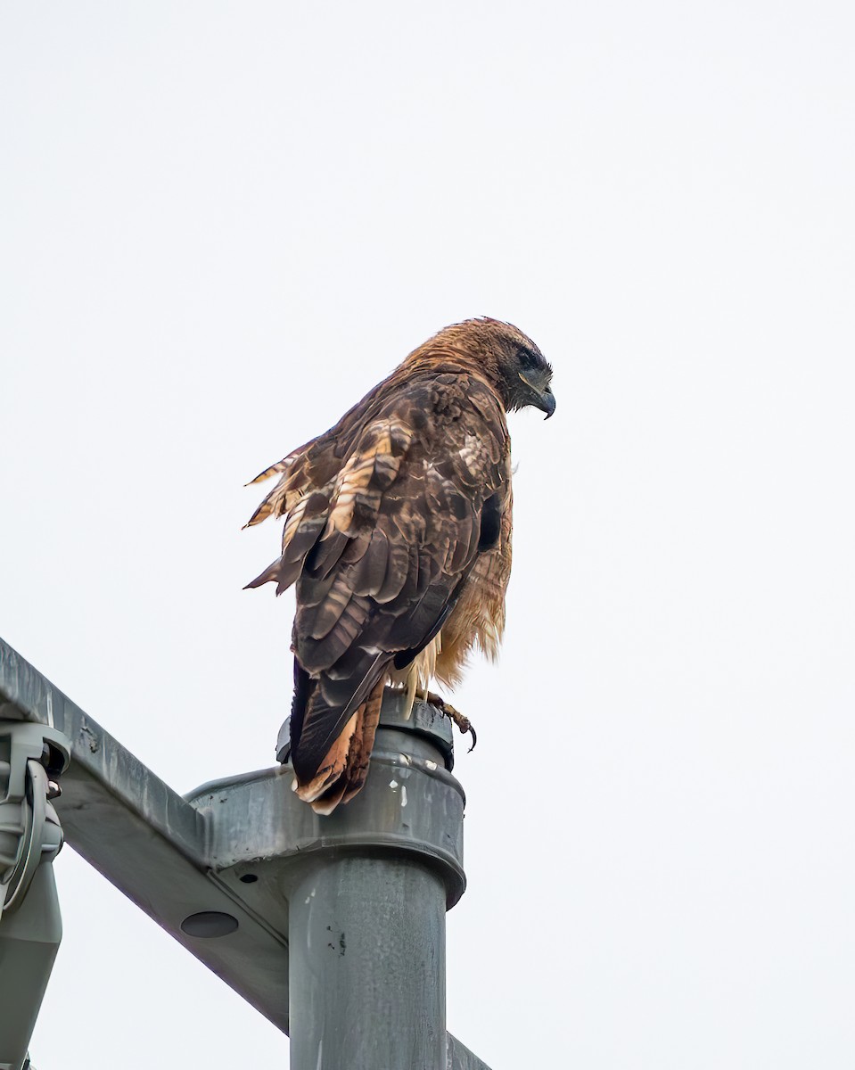 Red-tailed Hawk - ML622345329