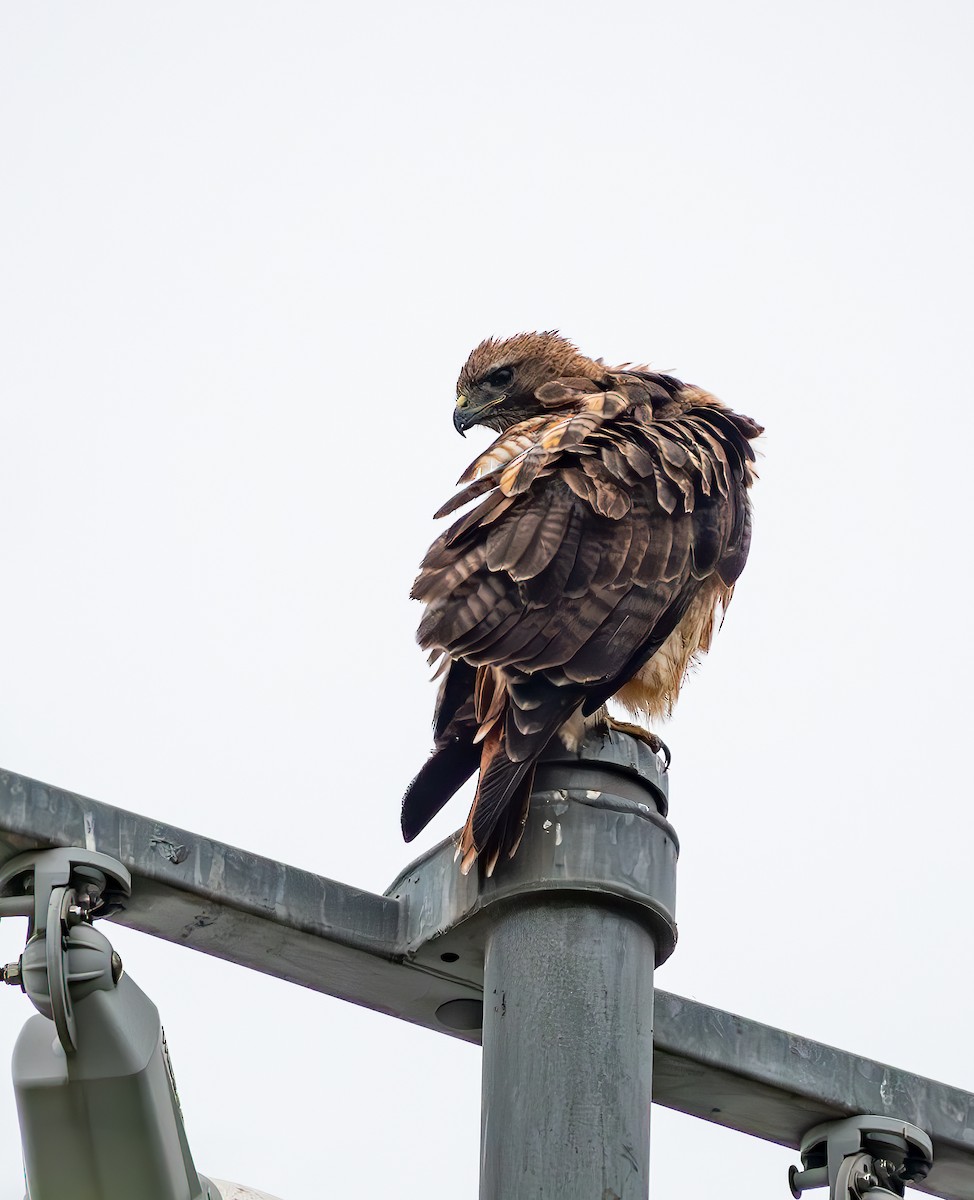 Red-tailed Hawk - ML622345330