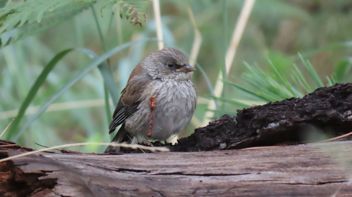 Yellow-eyed Junco - ML622345385