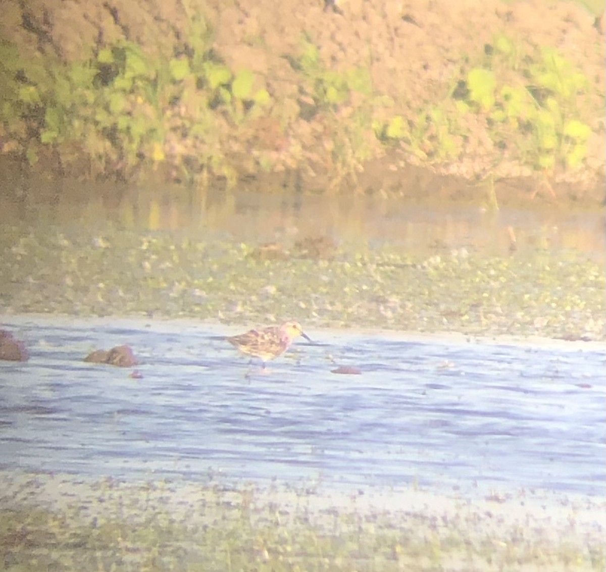 Sanderling - ML622345390