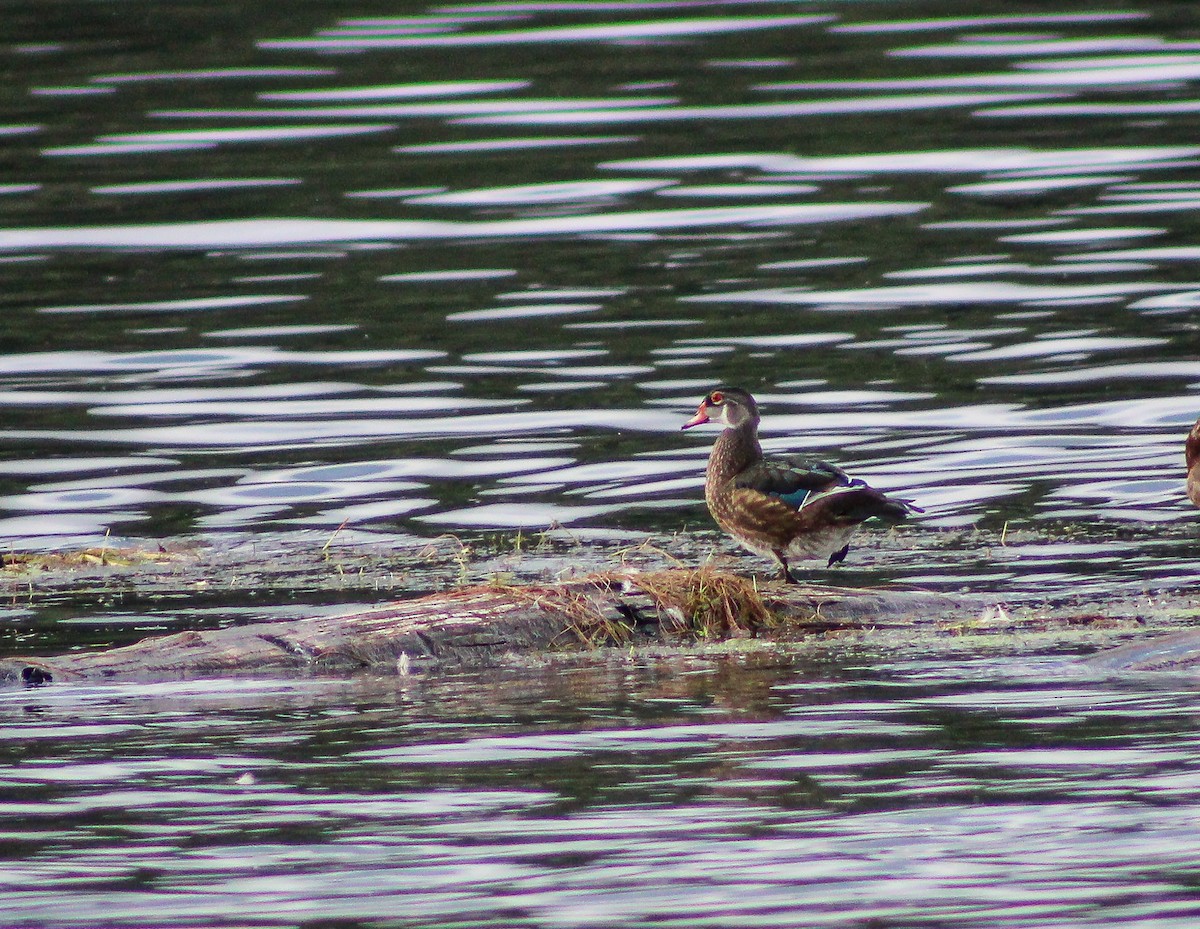 Canard branchu - ML622345426