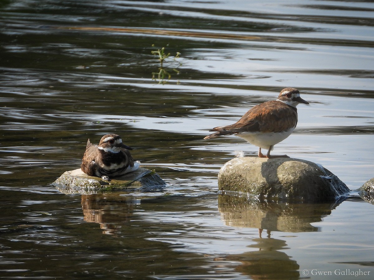 Killdeer - ML622345488