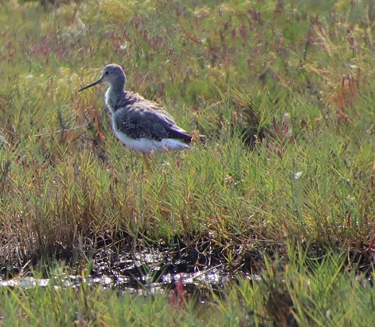 Greater Yellowlegs - ML622345653