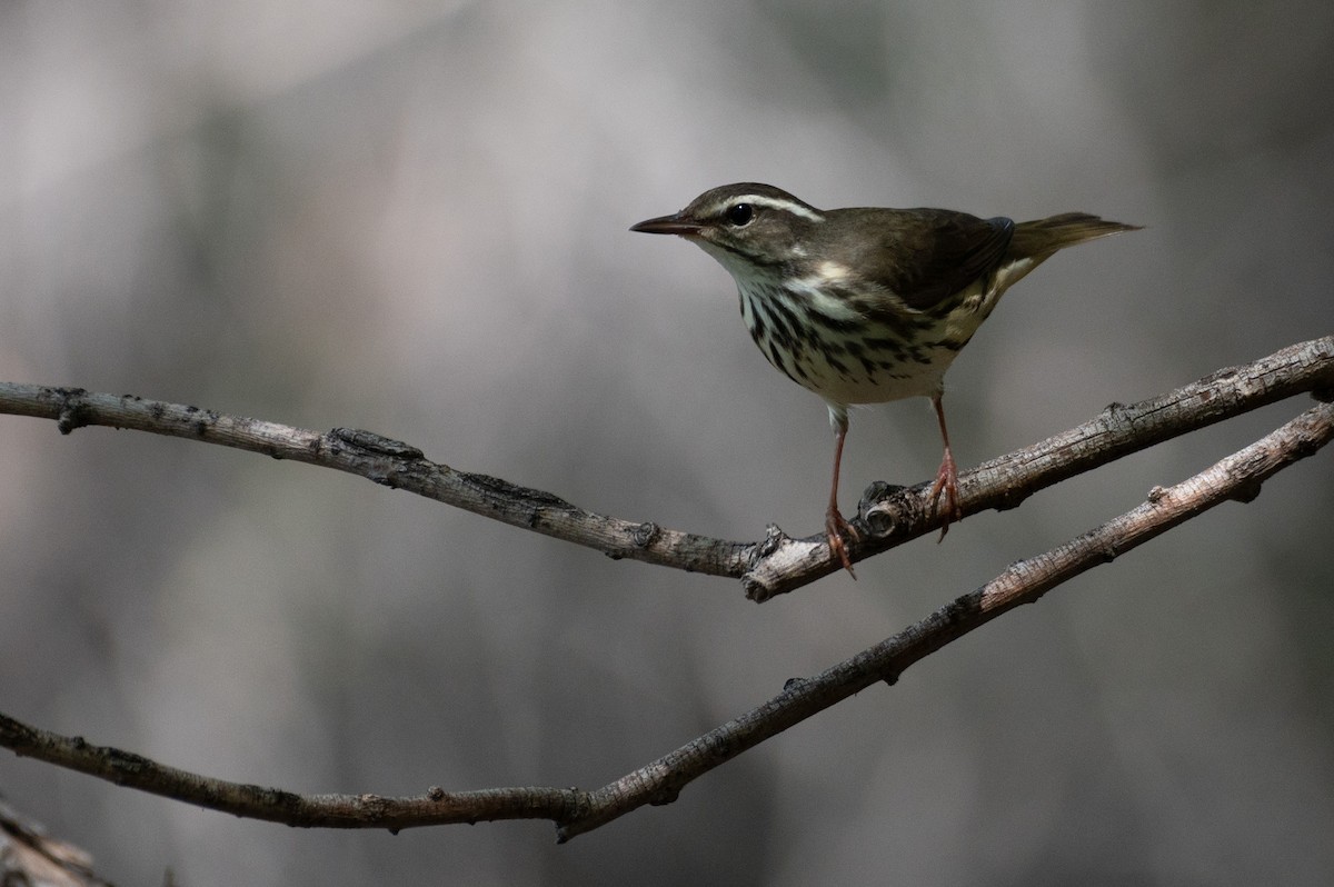 Louisiana Waterthrush - ML622345673