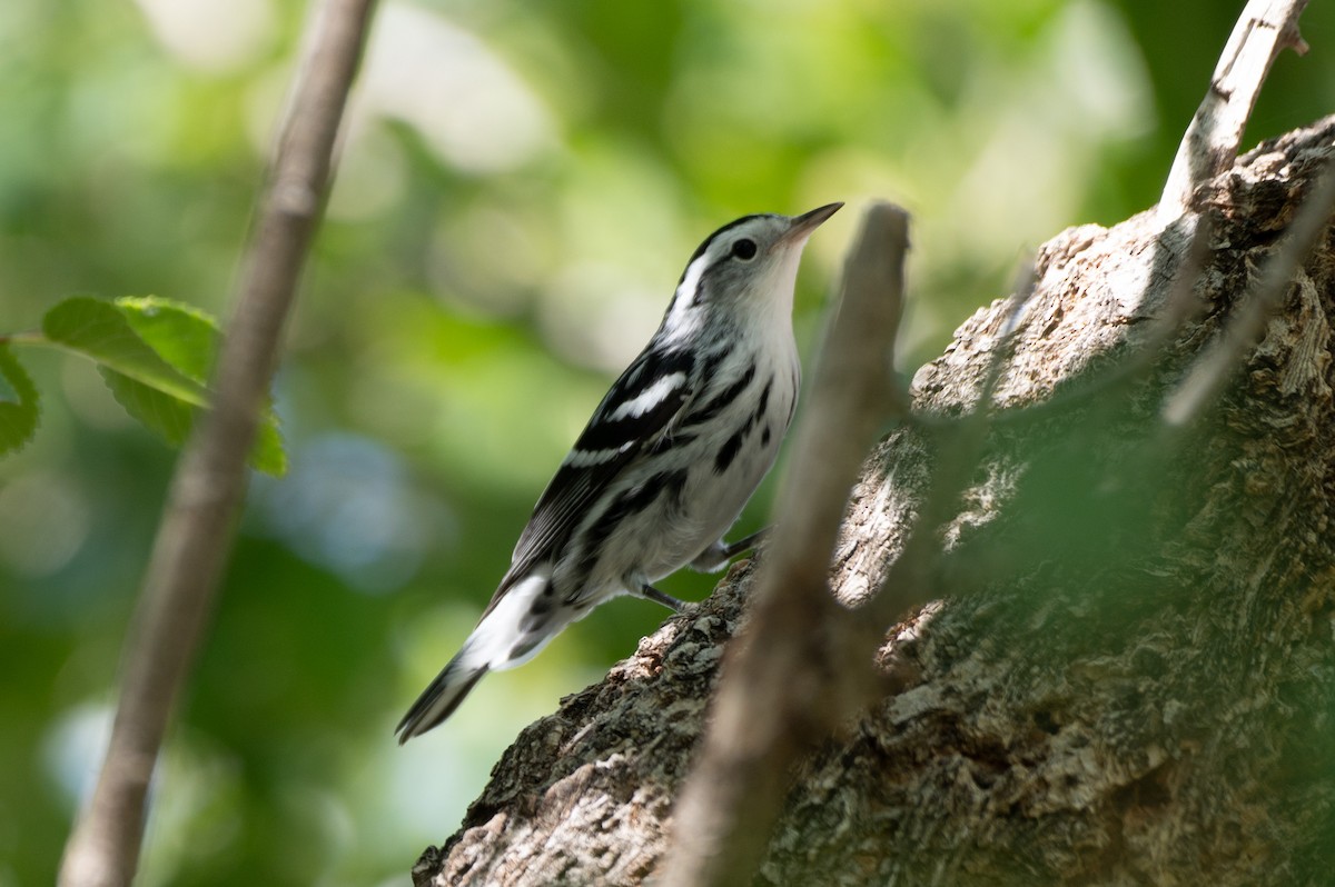 Black-and-white Warbler - ML622345675