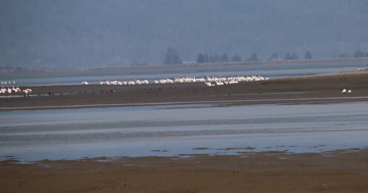 American White Pelican - ML622345696