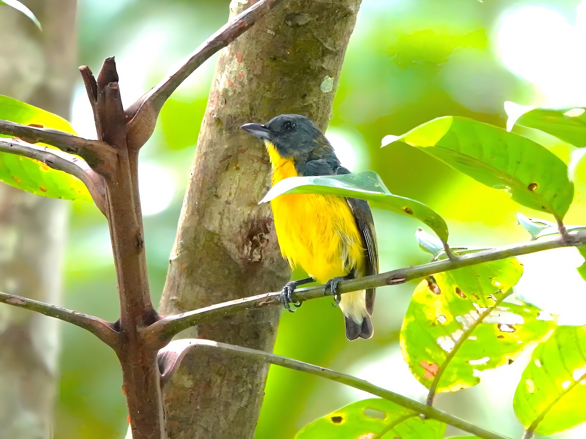 Yellow-bellied Bulbul - ML622345751