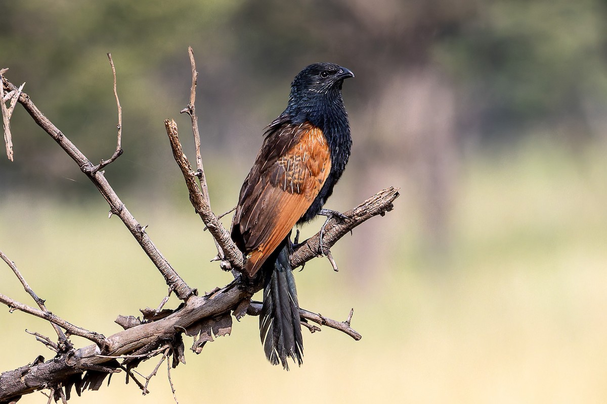 Black Coucal - Carol Popple