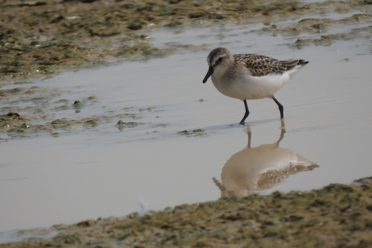 Semipalmated Sandpiper - JC Clancy