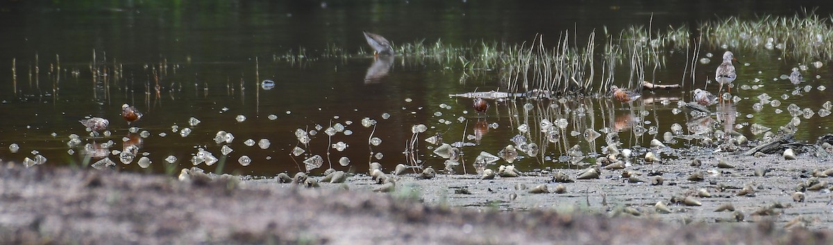 Curlew Sandpiper - ML622345964