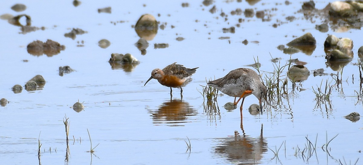 Curlew Sandpiper - ML622345967