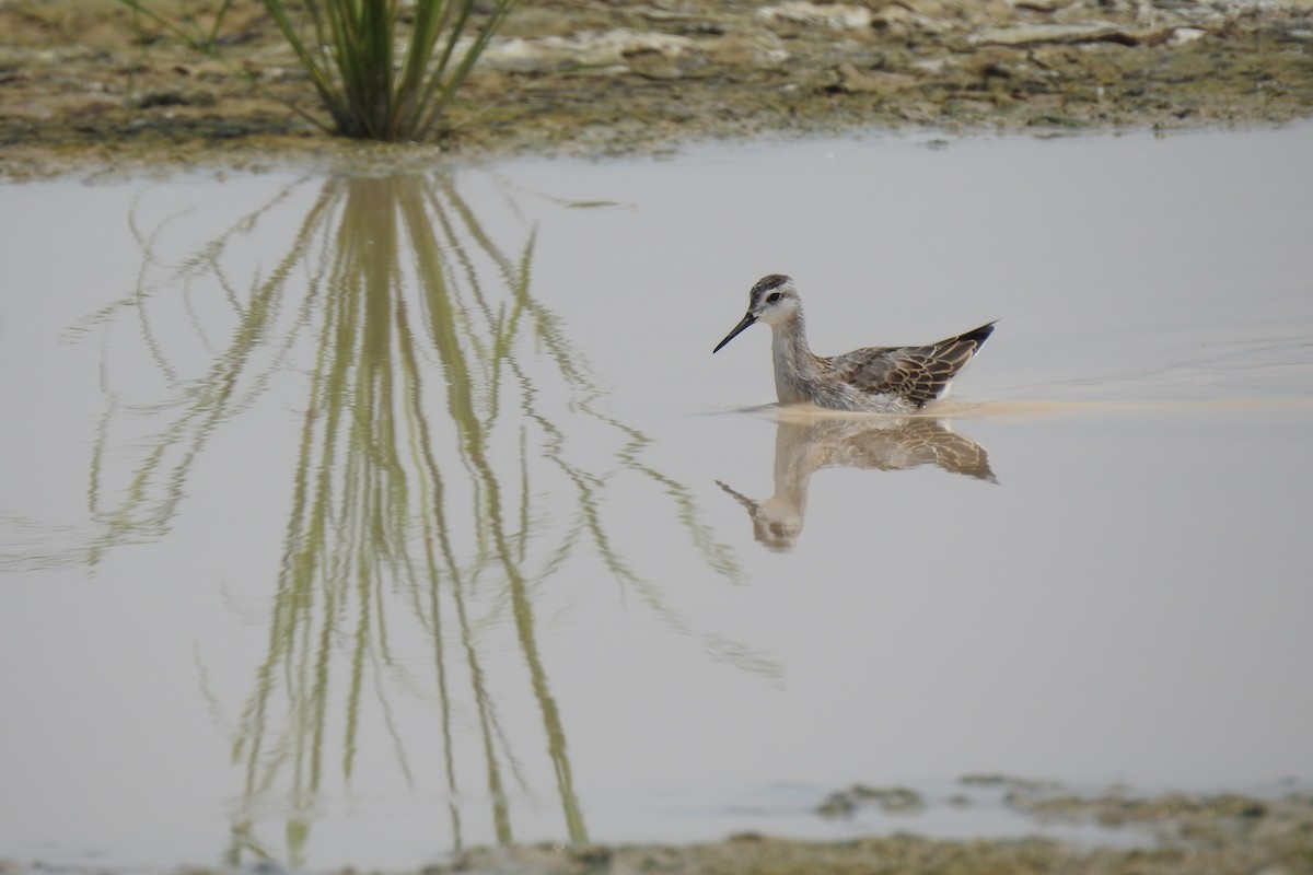 Wilson's Phalarope - ML622345974