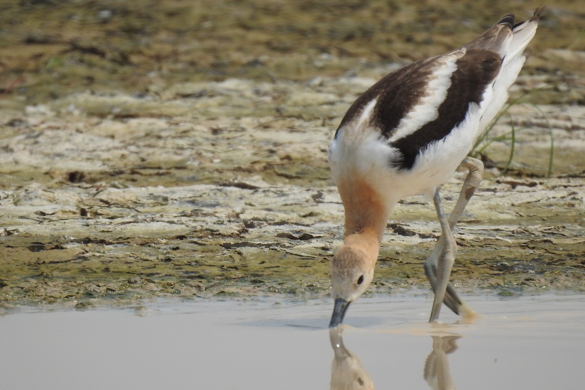 American Avocet - ML622345995