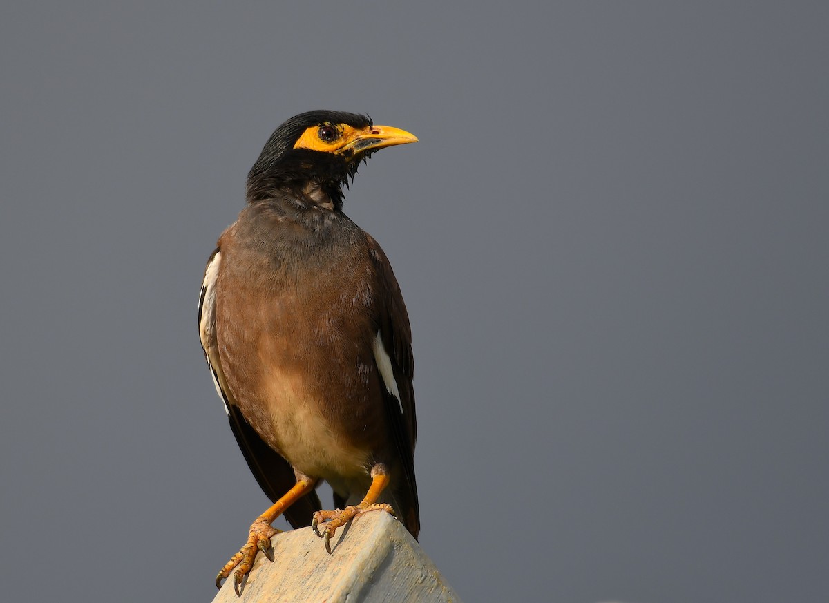 Common Myna - ML622346063