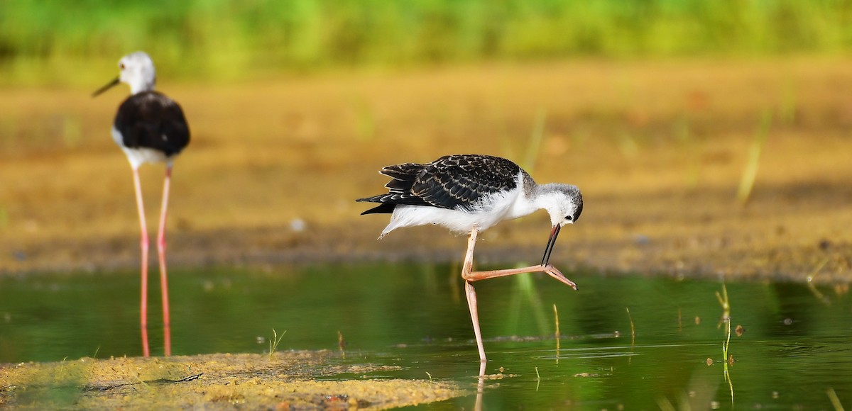 Black-winged Stilt - ML622346067