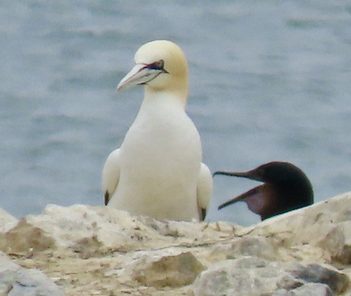 Northern Gannet - ML622346103