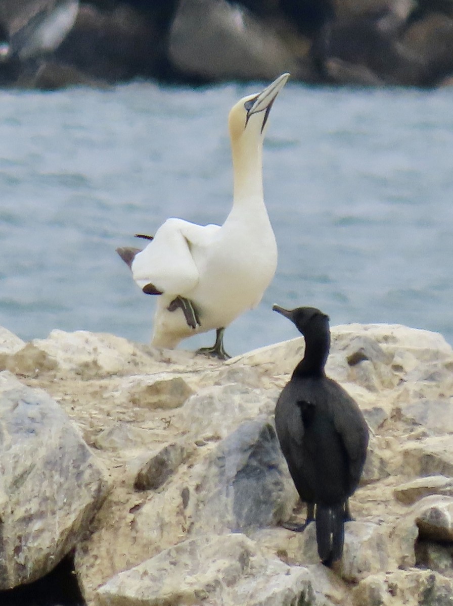 Northern Gannet - ML622346113