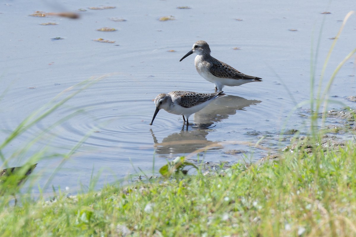 Western Sandpiper - ML622346125