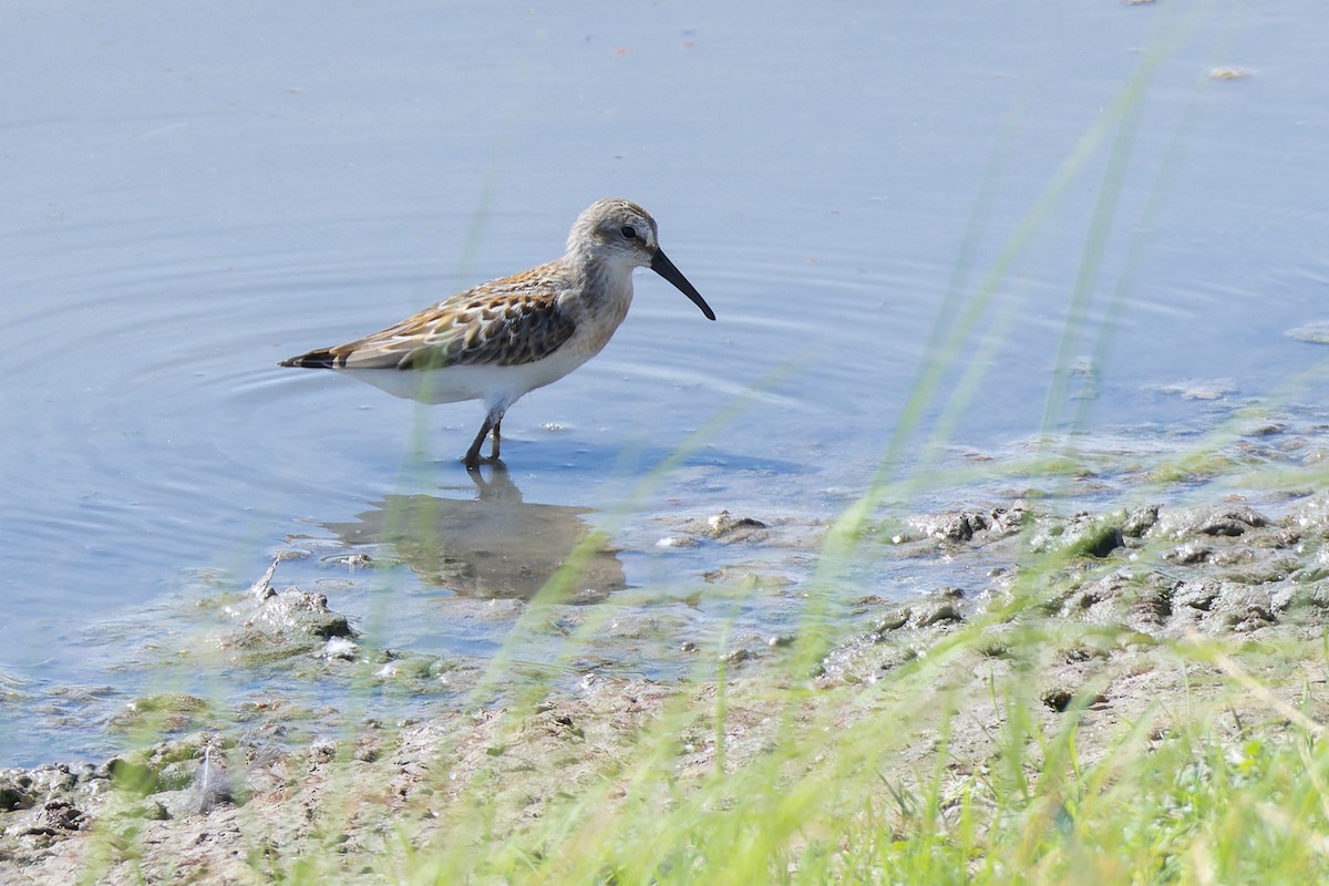 Western Sandpiper - ML622346127